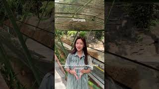 Anti Capek Gembira Loka Zoo Yogyakarta Kini Punya Travelator Untuk Manjakan Pengunjung