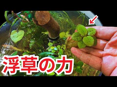 The Aquatic Plants That Purify Water: An "Unexpected Result" After Testing Water Quality One Week... thumbnail