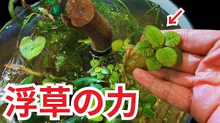 水を浄化するウキクサ、１週間経って水質を測ったら"まさかの結果"へ...