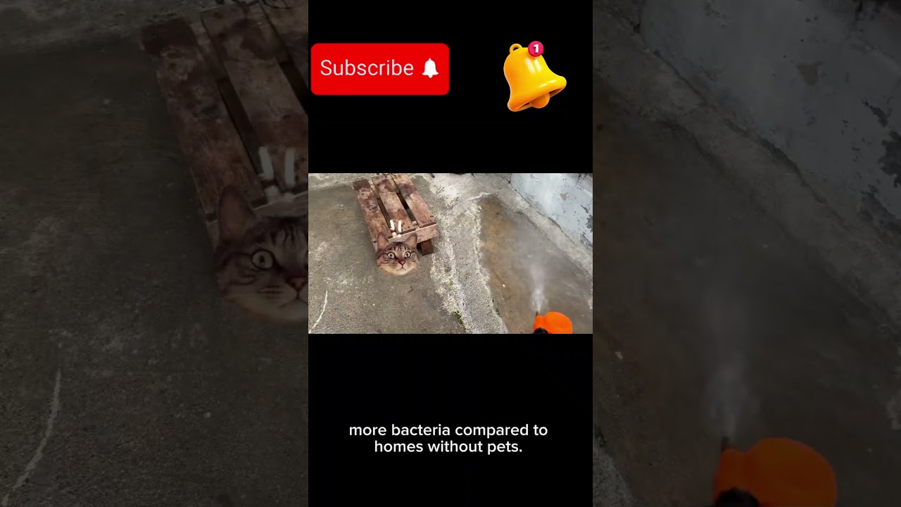 Why cleaning dog space is important? 