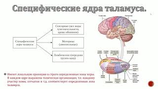 ТАЛАМУС (Рейн Фролова ОС103)