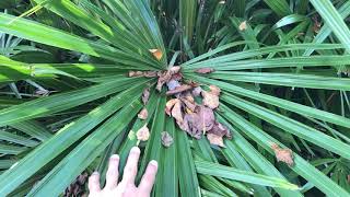 Mini review of the Needle Palm