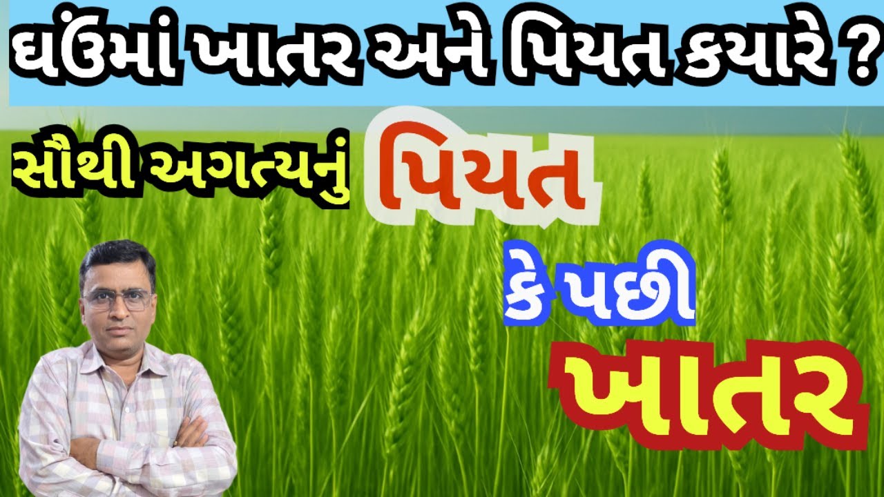 ઘઉંમાં પિયત અને પૂર્તિ ખાતર ક્યારે આપવું જોઈએ?