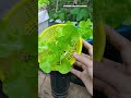 hidroponía en casa de manera censilla #viral #jardin #parati #agriculturaregenerativa #hidroponia