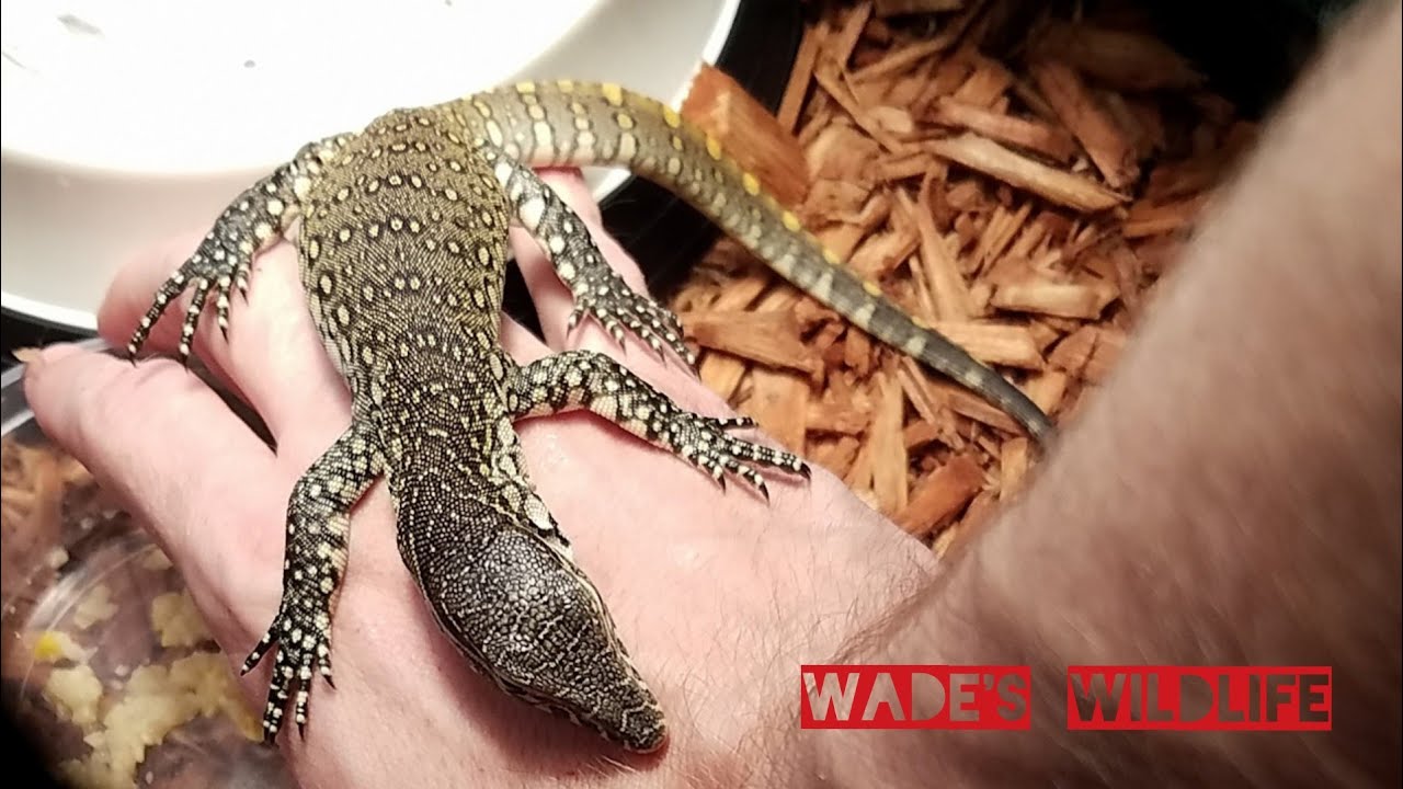 camera iphone 8 plus apk Quick look at the Caiman and Monitor bonding