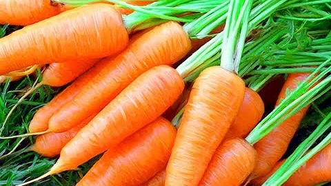 САМАЯ УРОЖАЙНАЯ И ВКУСНАЯ МОРКОВЬ: СОРТА И ГИБРИДЫ