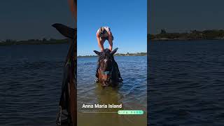 Anna Maria Island Swimming Horses