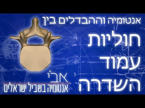 החוליות הלומבריות בעמוד השדרה