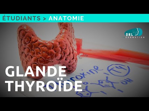 Formation Chirurgie ORL | Anatomie de la glande thyroïde