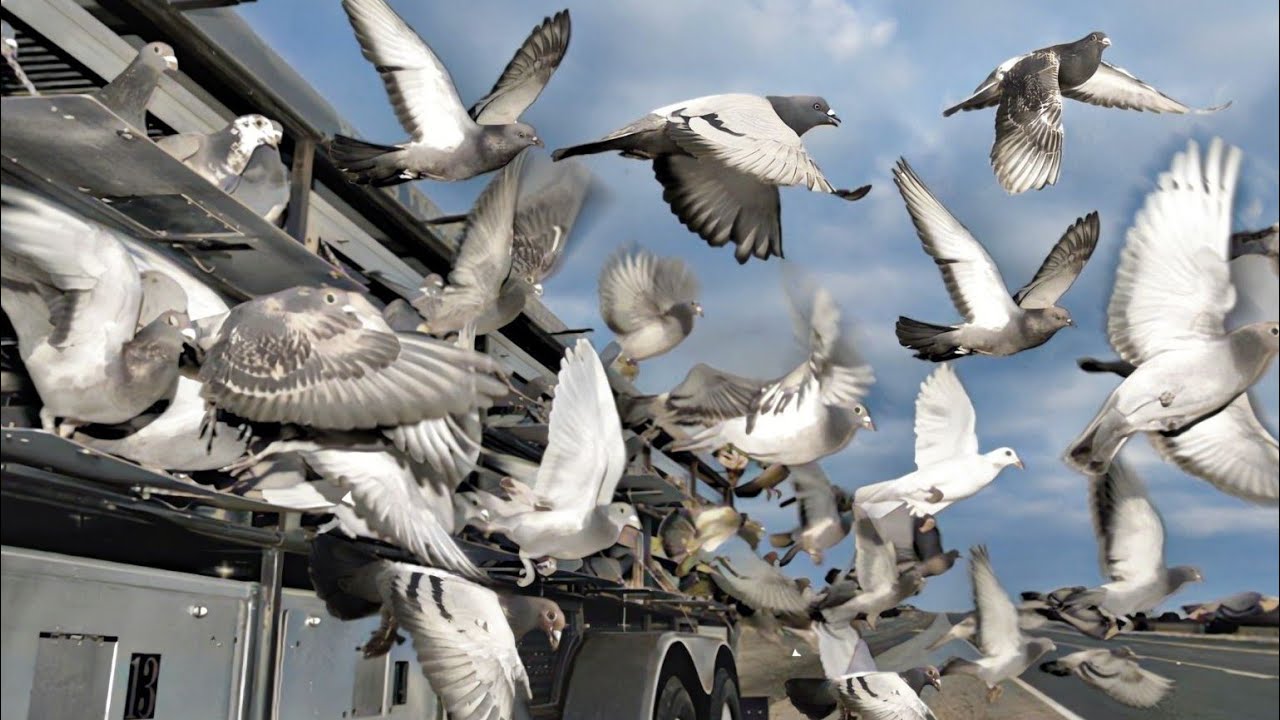 سباق الحمام الزاجل |اعرف ازاي تسابق بالتفصيل 👌