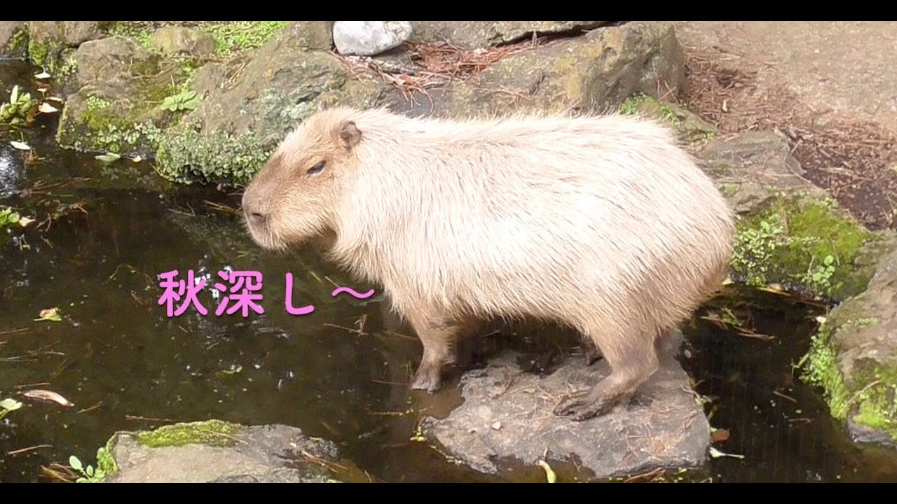 秋深しラ・メールのほげ全開！　大宮公園のカピバラたち