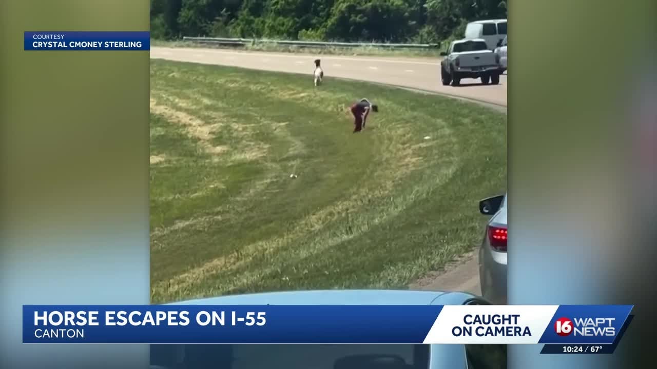 Horse loose on I-55 in Canton caught on camera - YouTube