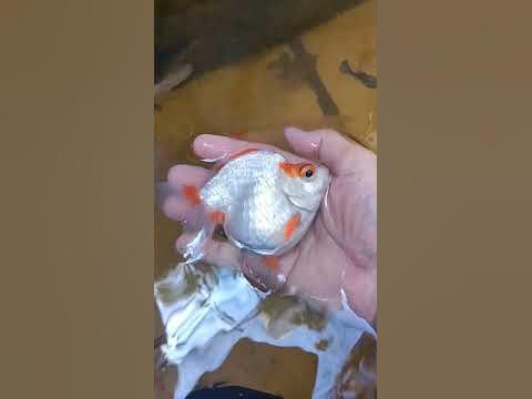 ikan Bulat - YouTube