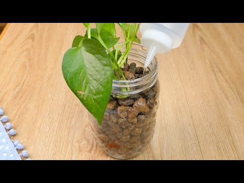 Video: Coltivare una pianta ragno in acqua - Lasciare piante ragno radicate in acqua