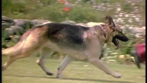 Dogsteps - A Study of Canine Structure and Movement