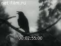 Закон великой любви (1945) Фильм Бориса Долина Документальный