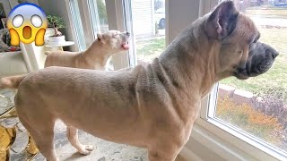 2 Huge Dogs Aggressively Guarding Our House by Shipley Cane Corso 100,104 views 4 years ago 4 minutes, 25 seconds