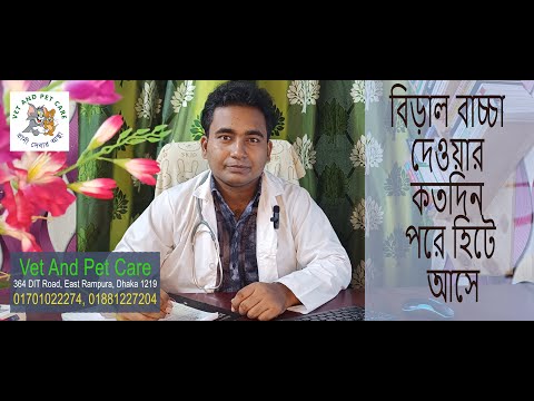 ভিডিও: মুদ্রিত বিবাহ: দৃশ্যকল্প। চিন্টজ বিবাহ: অভিনন্দন, উপহার