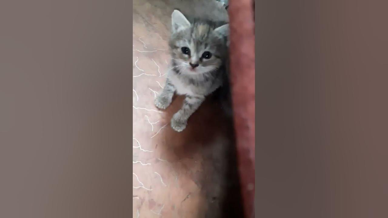 Маленький Котëнок Машка - YouTube