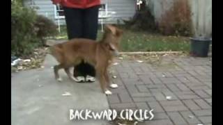 Meet Vito The Stunt Dog!