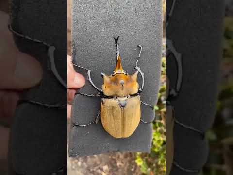 Elephant Beetle. This