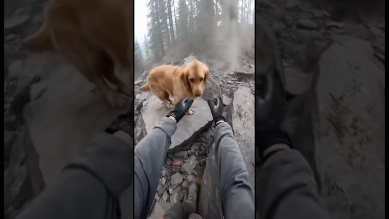 Dog Trapped on Unstable Cliff After Mountain Collapse 