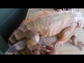 Iguana Behavior | EP. 3 : Red Iguana Breeding P2