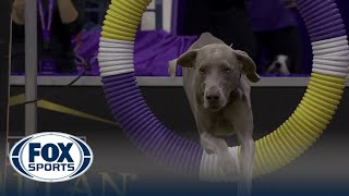 Hogan the Weimaraner wins the 24' class in the Masters Agility Championship | Westminster