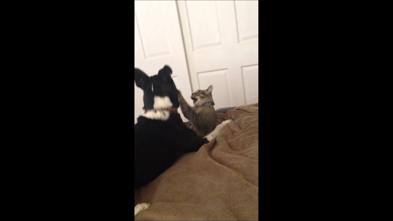 Hooch and Roku round 2. Ding!