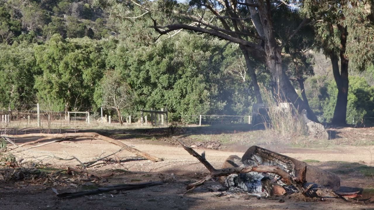 Aussie bush with a static camera