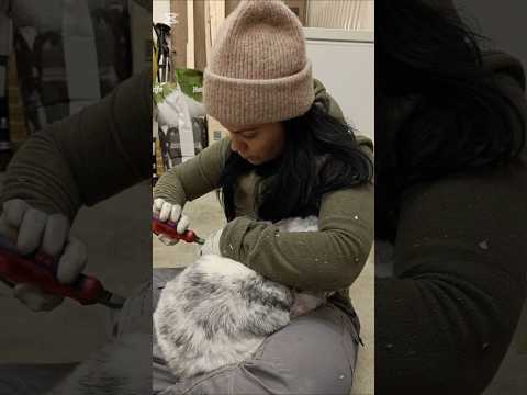 RENTO HILMA Pet Petlover Pets Animal Animals Animalshorts Bunny Animalvideos Bunnies