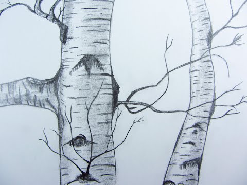 Video: How To Draw A Winter Birch