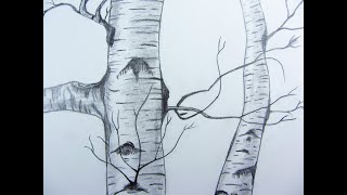 Pencil Drawing Birch tree