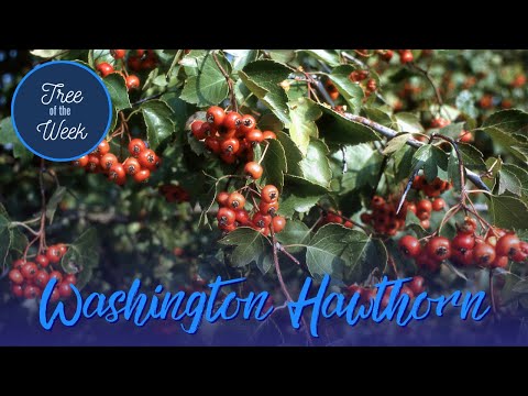 Video: Vašingtono gudobelės informacija: patarimai, kaip auginti Vašingtono gudobelės medį