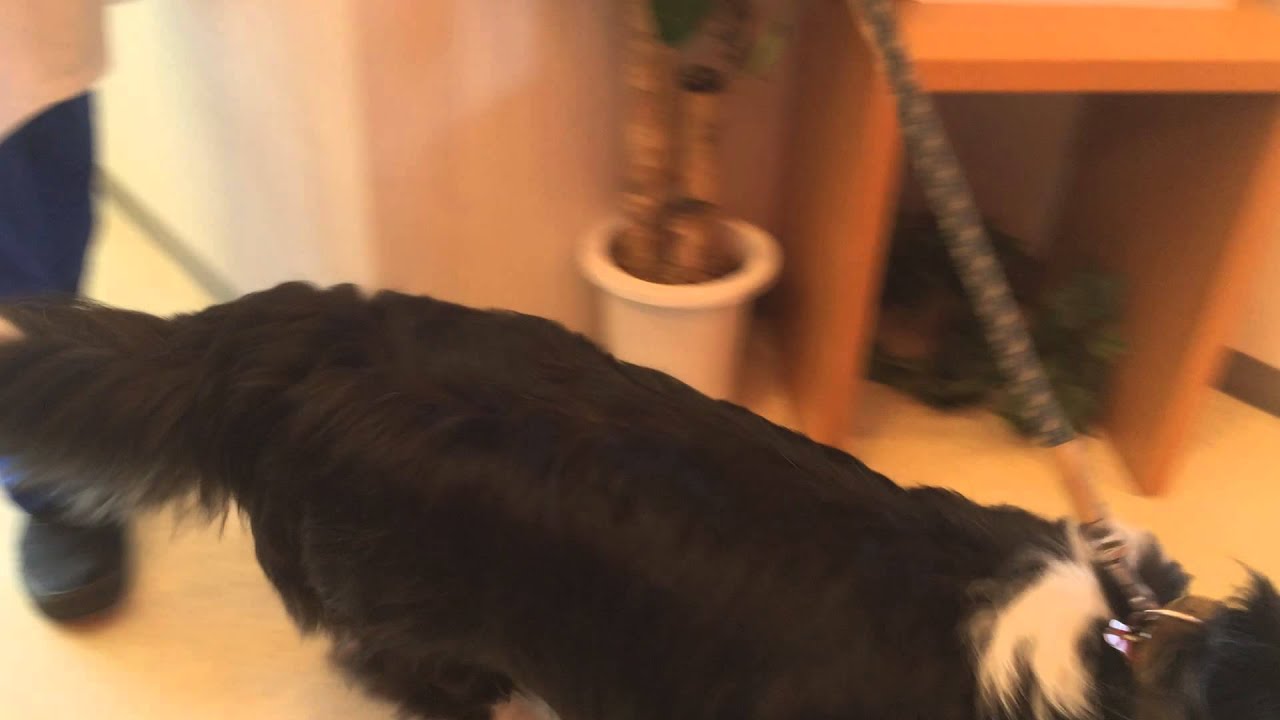 腫瘍科 当院での治療例 彩の森動物病院 狭山市 入間市 所沢市