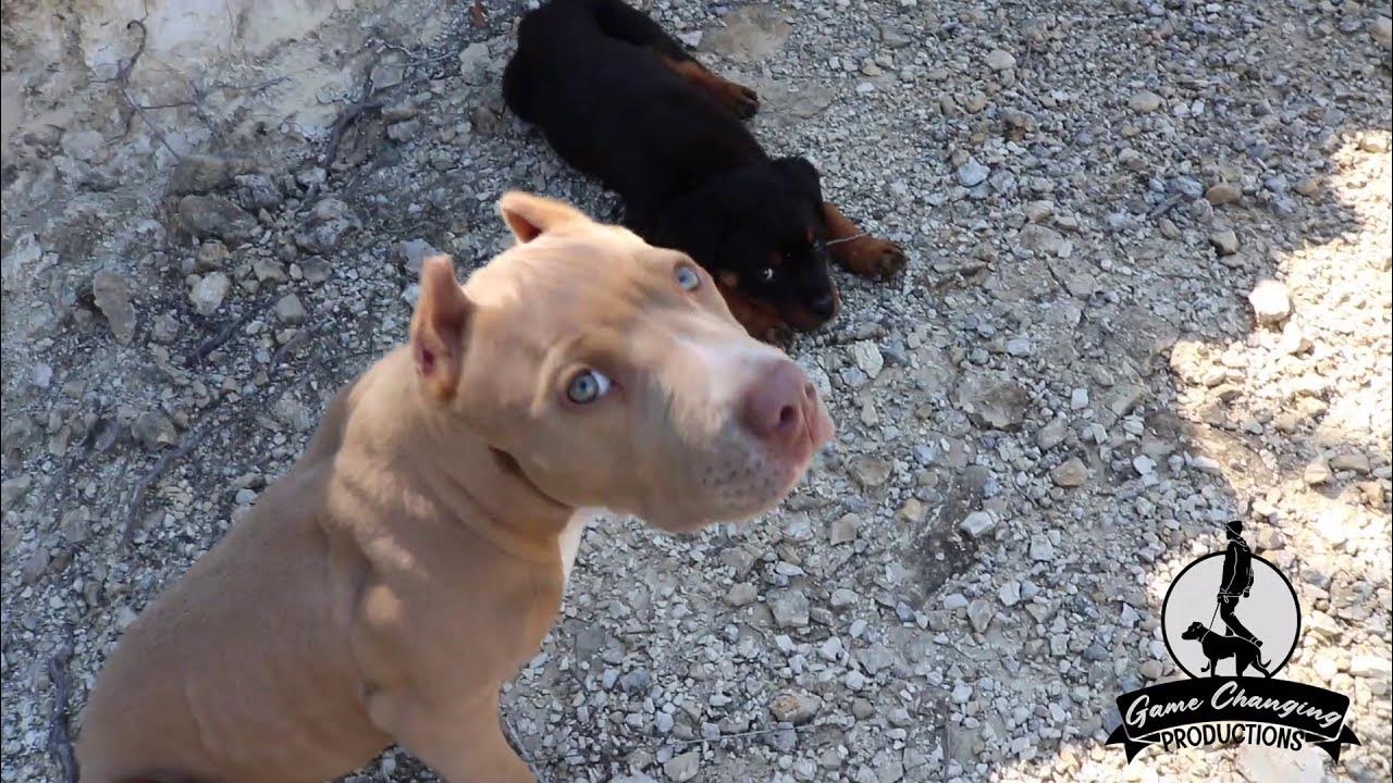 What is Backyard Breeding? YouTube