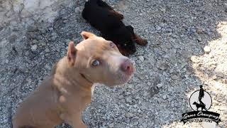 What is Backyard Breeding?