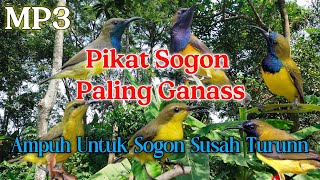 MP3 Pikat Sogon Paling Jernih Ampuh Untuk Sogon Yang Susah Turun‼️