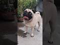 Pug Dog Barking Pug Dog Sound Pug Dogbarking Pugdogbarking Animallover Youtubeshorts Pug Dog Barking Pug Dog Sound Pug Dogbarking Pugdogbarking Animallover Youtubeshorts
