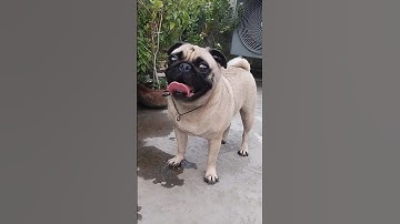 Pug Dog Barking | (Pug Dog Sound) #pug #dogbarking  #pugdogbarking #animallover #youtubeshorts