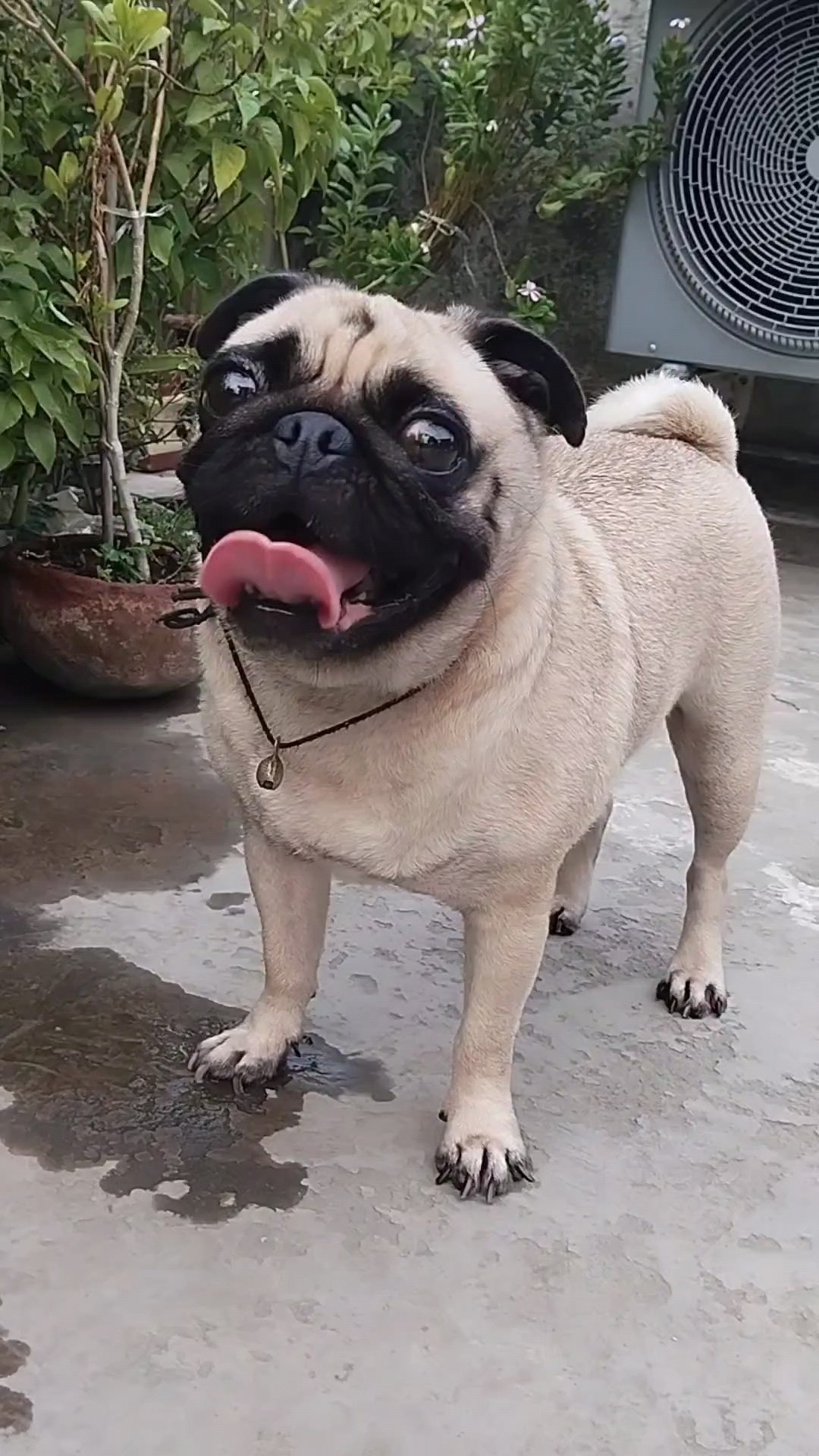 Pug Dog Barking Pug Dog Sound Pug Dogbarking Pugdogbarking Oardefault