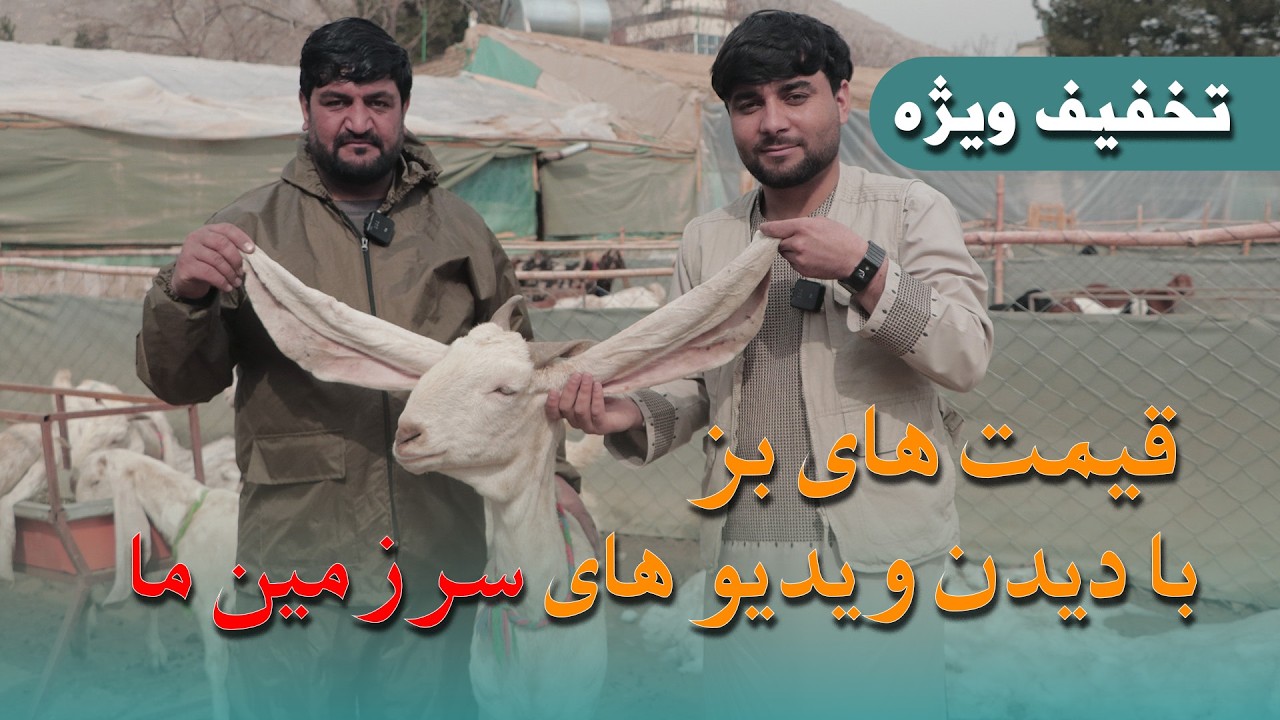 فارم مالداری چوپان در قرغه کابل