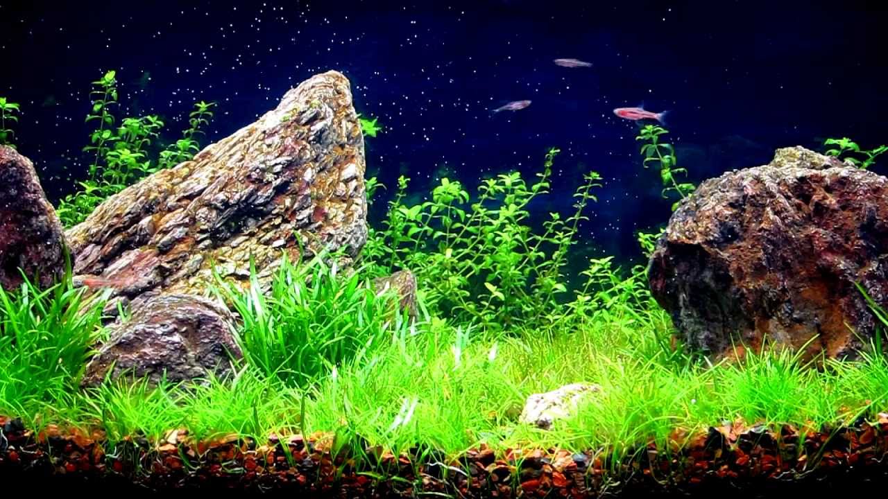 petco bookshelf aquarium