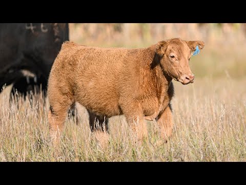 Reimann Ranch : Tag 61 - YouTube