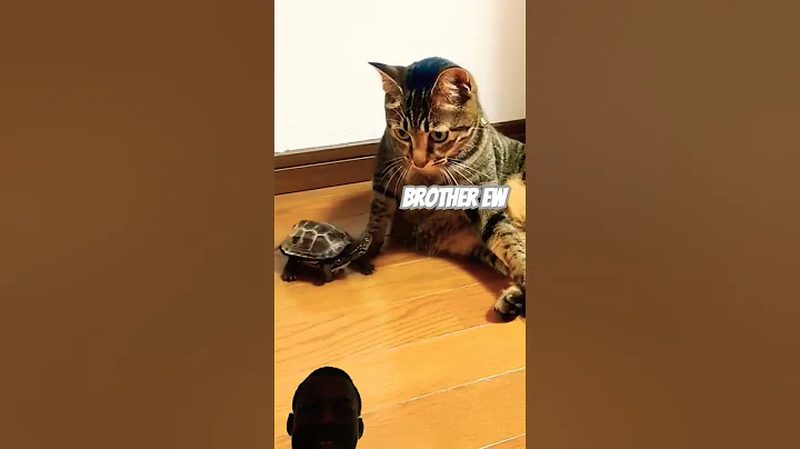 Skateboard Turtle LOVES Cats!