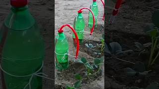 Single Drip of Water Change Everything's For Plants