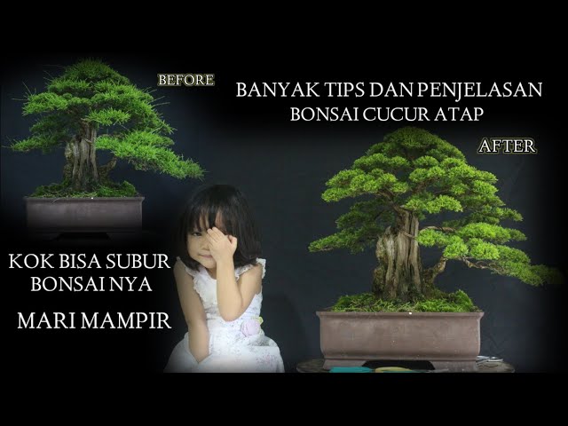 banyak tips dan penjelasan seputar bonsai cucur atap kok bisa subur sayang di lewatkan class=