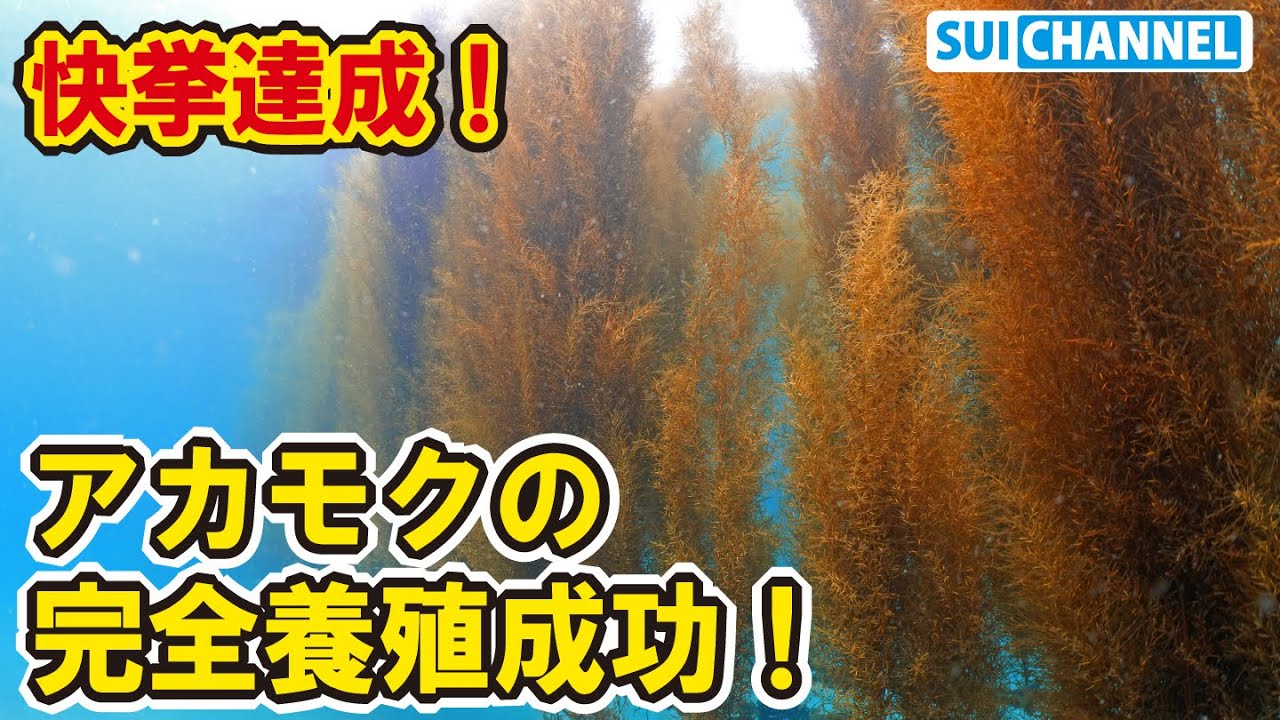 【成し遂げた!】個人による完全養殖に成功!港で卵から育てた海藻アカモクを初収穫!【アカモク育成】 - YouTube