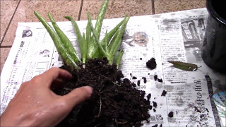 多肉植物アロエ ベラsucculent Plants Aloe Vera株分け 植え付け 増やし方 Youtube