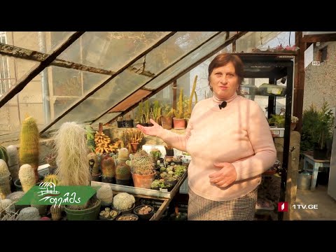 #არტიშოკი ყოფილი მათემატიკის მასწავლებლის მიერ შექმნილი ყვავილების  ორანჟერეა თელავში